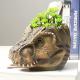 t-rex head flower pot for indoors or outdoors Thumbnail Image 4