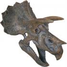 triceratops skull wall mount Main Thumbnail