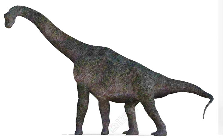 brachiosaurus: herbivorous dinosaur which lived in the jurassic era