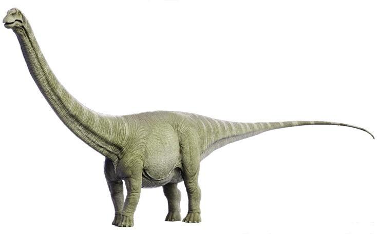 diplodocus: herbivorous dinosaur which lived in the jurassic era