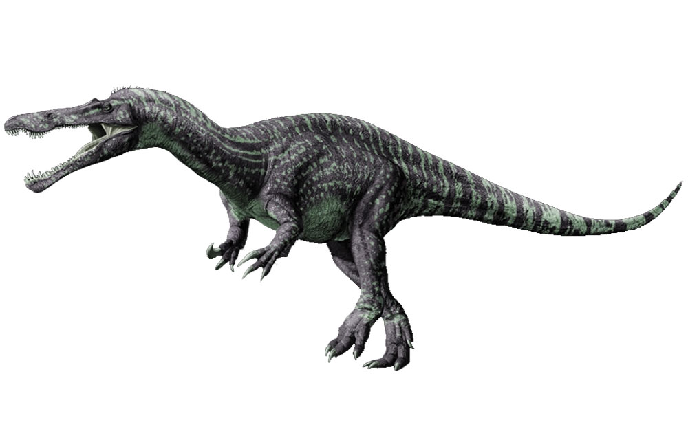 suchomimus: carnivorous dinosaur which lived in the late Cretaceous era